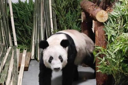 大熊貓“丫丫”平安回到北京動物園